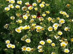 how to relief stress